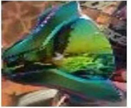 VISERA TORNASOL PS NS 200 LUJO